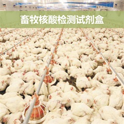 畜牧核酸檢測試劑盒